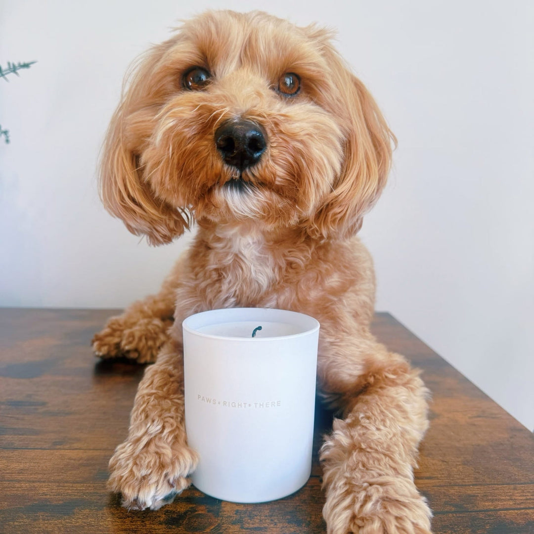 A Guide to Using Candles and Wax Melts Safely Around Your Beloved Dog