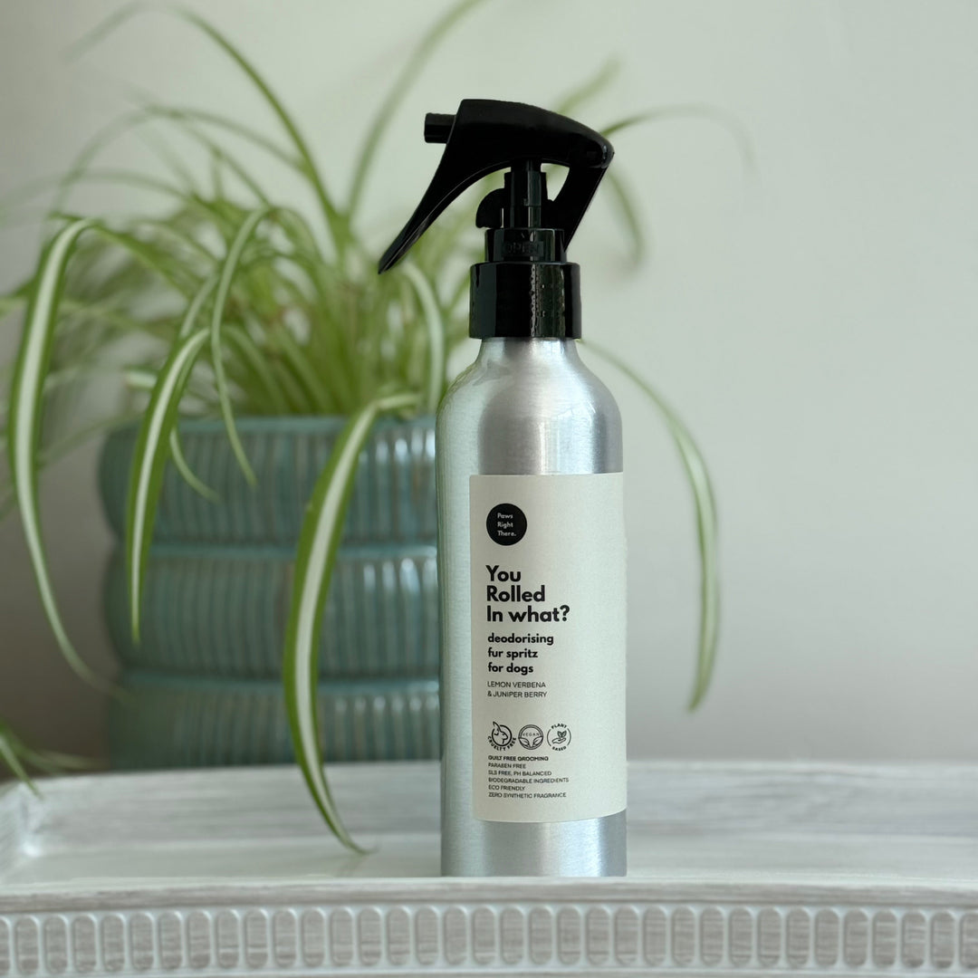 A silver spray bottle with a black trigger sprayer and a white label reading 'You Rolled in what? Moisturising spray for dry age', standing on a white shelf next to a potted green plant.