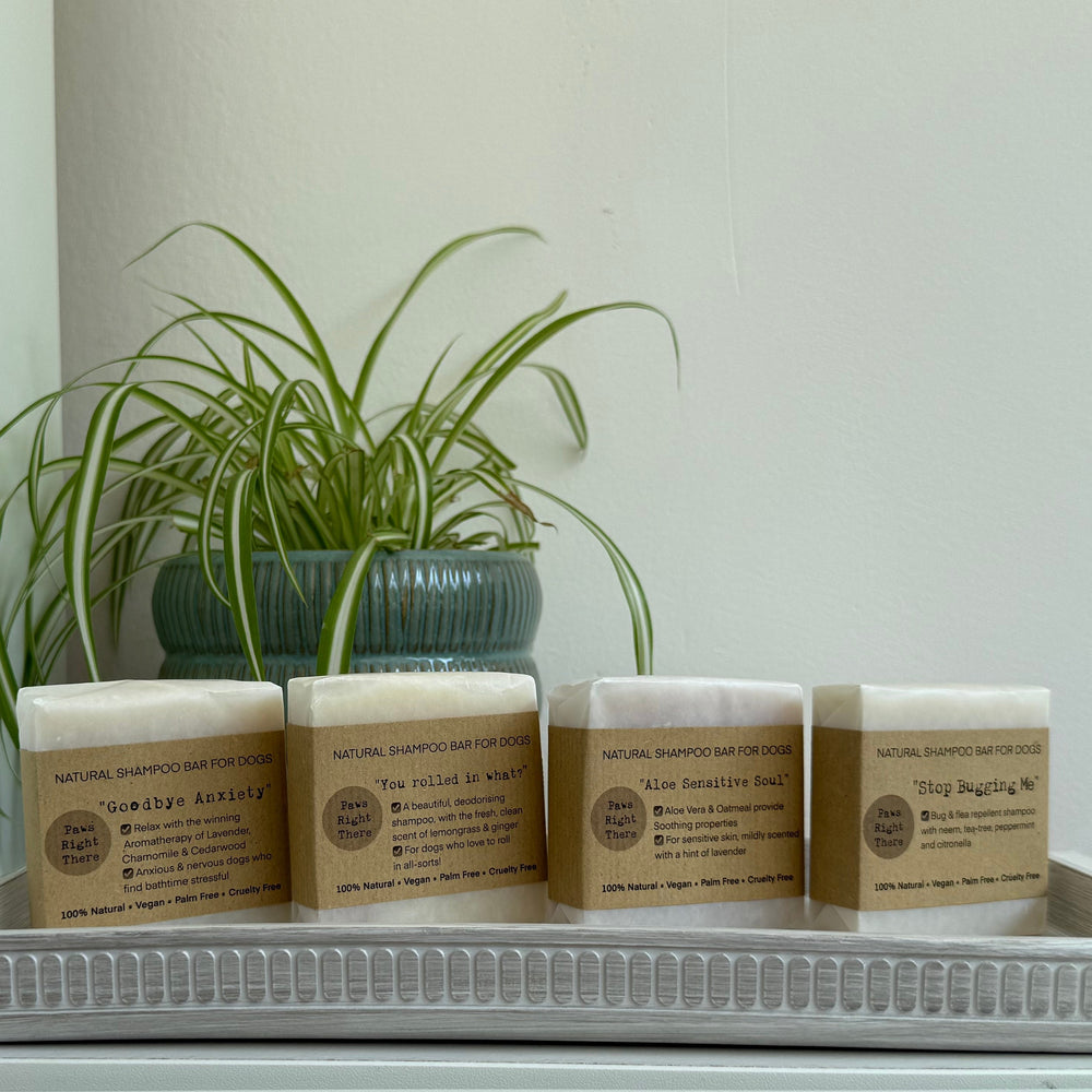 Four small rectangular bars of dog shampoo in kraft paper sleeves sit on a white tray on a white shelf, with a potted green plant behind them against a white wall.