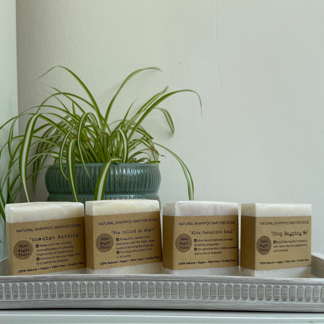 Four small rectangular bars of dog shampoo in kraft paper sleeves sit on a white tray on a white shelf, with a potted green plant behind them against a white wall.
