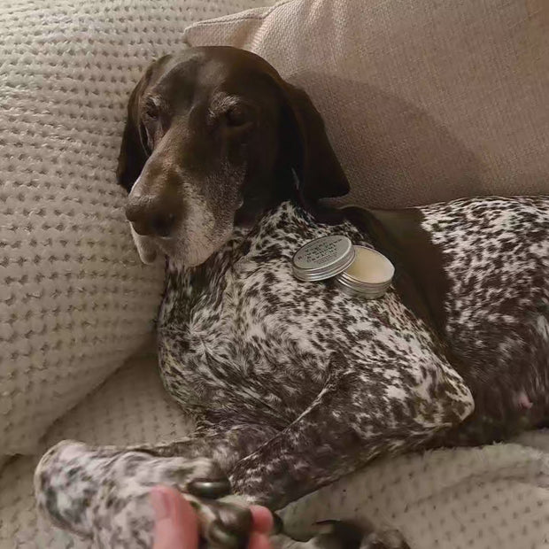 Dog Paw Balm Nose Balm for Dogs Paws Right There