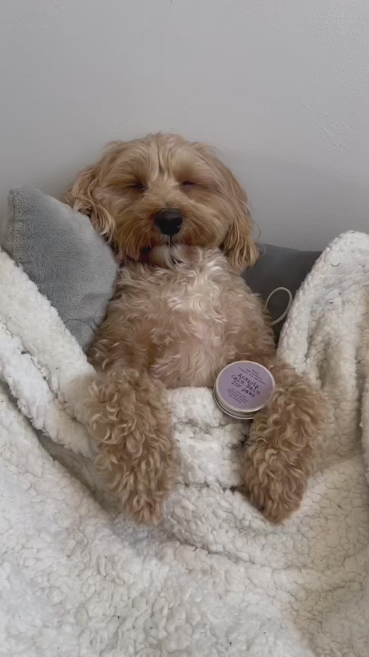 ANXIETY CALM BALM - for dogs