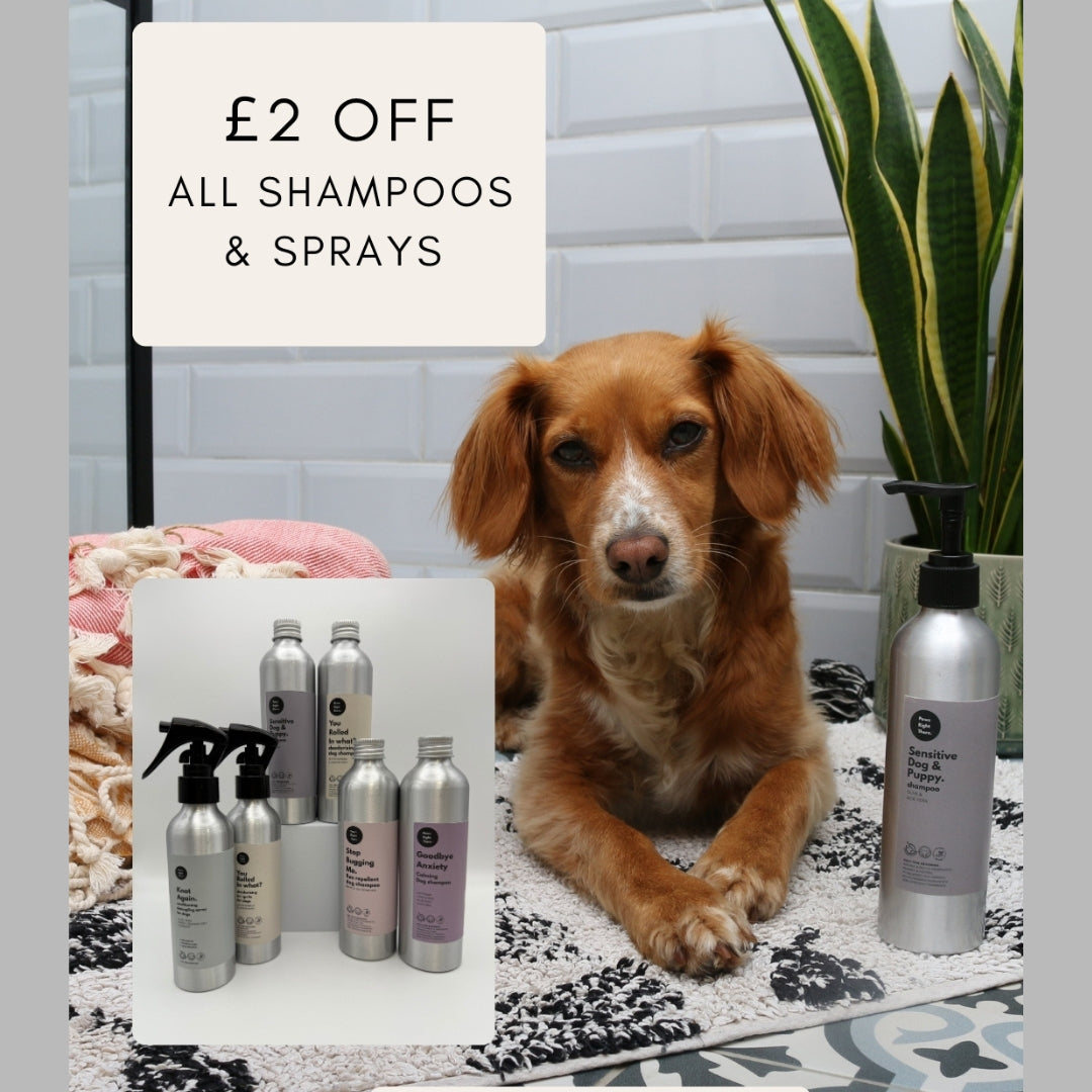 Dog lying on a rug with pet care products and a promotional sign for £2 off shampoos and sprays.